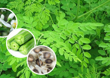 முருங்கையின் அபூர்வ மருத்துவ குணங்கள்: வீட்டுக்கு ஒரு முருங்கை இருந்தால் போதும் ..