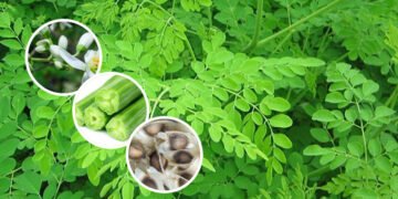 முருங்கையின் அபூர்வ மருத்துவ குணங்கள்: வீட்டுக்கு ஒரு முருங்கை இருந்தால் போதும் ..