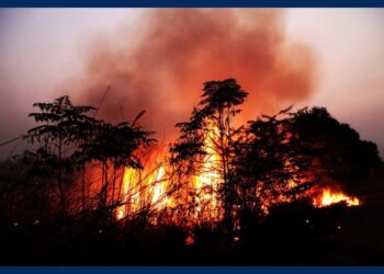 துருக்கி காடுகளூட எல்லையை  கடக்க முயன்ற அகதிகள் : காட்டுத்தீயில் சிக்கி 20 பேர் உயிரிழந்த சோகம்…