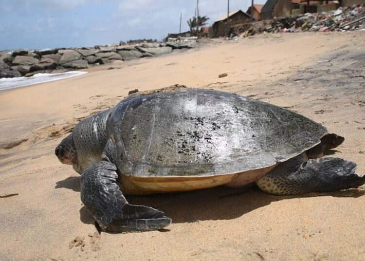 கடல் ஆமைகள் கடத்தல் – இரண்டு தமிழர்கள் கைதுக்கு பின்னர் சிறையில் அடைப்பு…