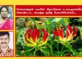 தமிழீழத்தில் செங்காந்தள் மலரின் சிறப்பும்- நவீன மருத்துவத்தில் புற்று நோயை குணப்படுத்தும் காந்தள் மலரின் அற்புதமும்…