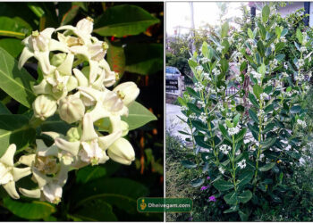 கட்டிகளையே கரைக்கும்  எருக்கம்பால்.