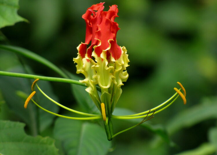விடுதலைப்புலிகள் சின்னங்கள் கார்த்திகைப்பூ மாவீரர்நாள் நிகழ்வுகளில் பயன்படுத்தக்கூடாது.!