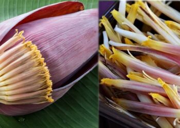 கர்ப்பப்பை வலுவாகவும் ஆரோக்கியமாகவும் ஹார்மோன் சமநிலையிலும் இருக்க சாப்பிட வேண்டிய பூக்கள்.!