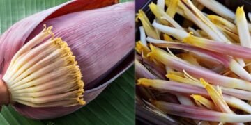 கர்ப்பப்பை வலுவாகவும் ஆரோக்கியமாகவும் ஹார்மோன் சமநிலையிலும் இருக்க சாப்பிட வேண்டிய பூக்கள்.!