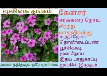 நித்திய கல்யாணி மூலிகை, மருத்துவர் விளக்கம்!