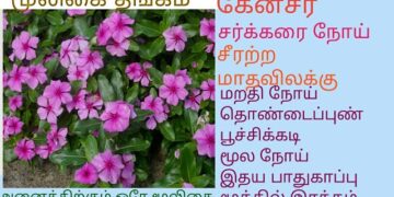 நித்திய கல்யாணி மூலிகை, மருத்துவர் விளக்கம்!