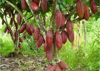 ஒட்டுசுட்டான் பிரதேசத்தில் கொக்கோ பயிர்ச்செய்கை வெற்றியளித்துள்ளது.!