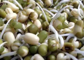 ஞாபக சக்தியை அதிகரிக்கும் முளைப்பயறு