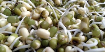 ஞாபக சக்தியை அதிகரிக்கும் முளைப்பயறு